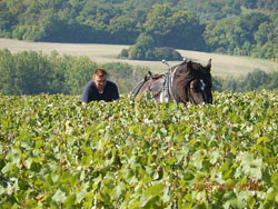 Une histoire, une passion... - Champagne Jean-Michel Pelletier